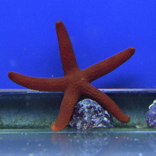 Red Linkia Starfish Red Linkia Starfish