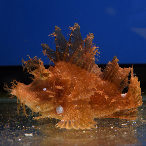 Rhinopias Scorpionfish Rhinopias Scorpionfish