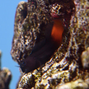 Bicolor Blenny