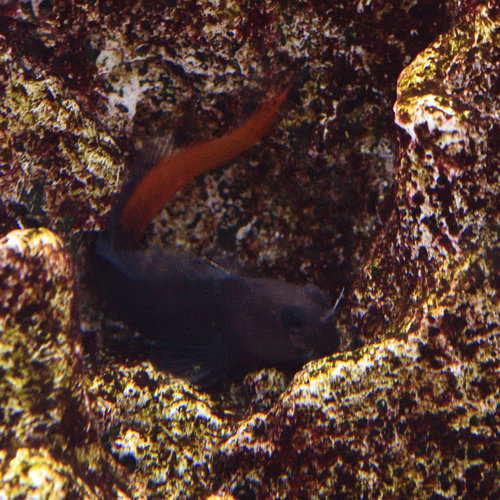 Bicolor Blenny