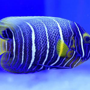 Blueface Angelfish