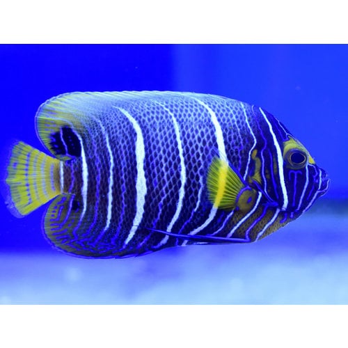 Blueface Angelfish