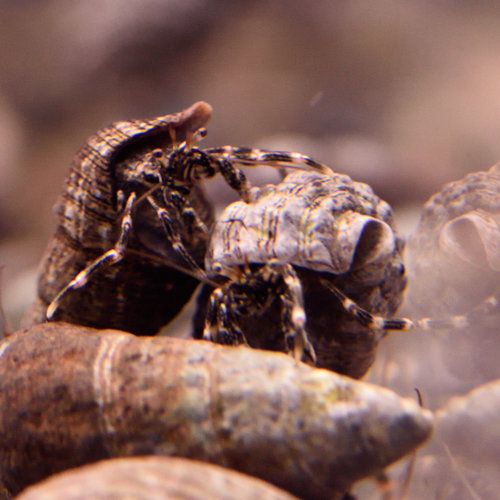 Algae Eating Reef Hermit Crab
