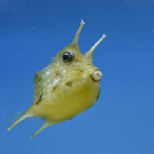 Longhorn Cowfish S Longhorn Cowfish S