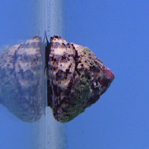 Trochus Snail