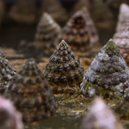 Pyramid Snail