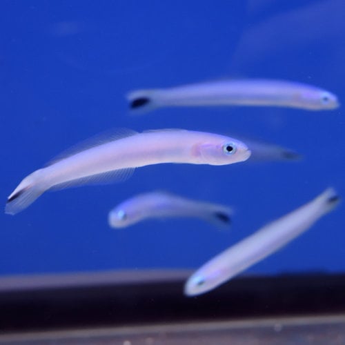 Blue Dartfish