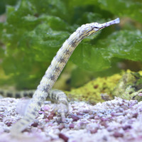 Dragon Face Pipefish