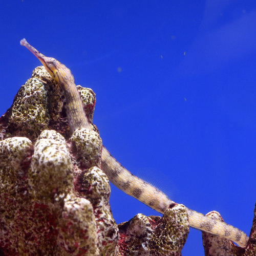 Dragon Face Pipefish