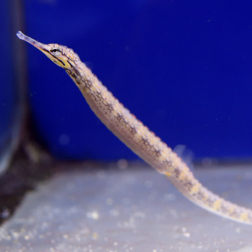 Dragon Face Pipefish
