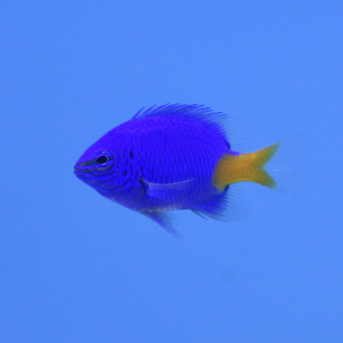 Yellow Tail Damsel Yellow Tail Damsel