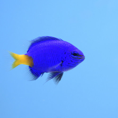 Yellow Tail Damsel