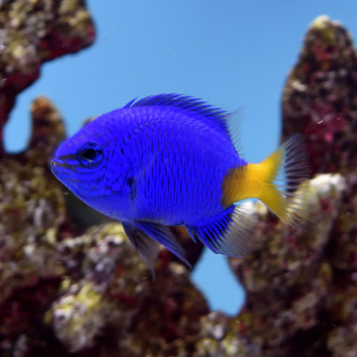 Yellow Tail Damsel