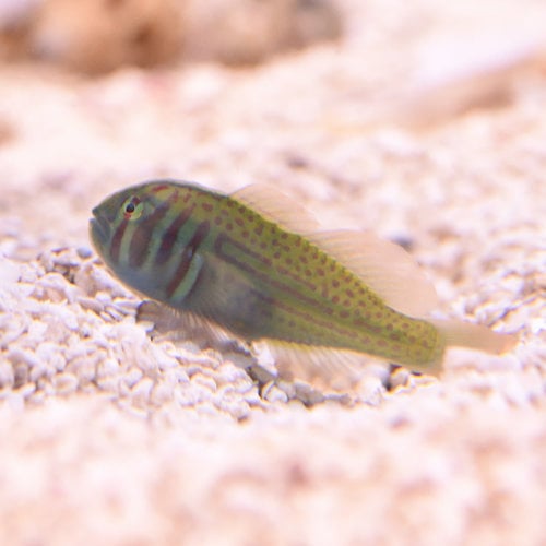 Green Clown Goby Green Clown Goby