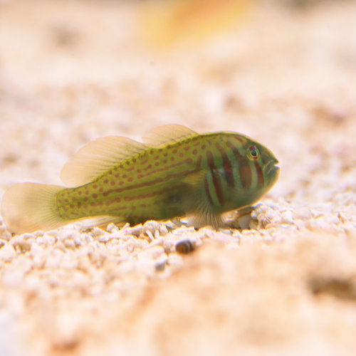 Green Clown Goby