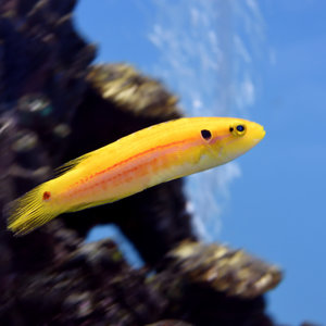 Yellow Candy Hogfish