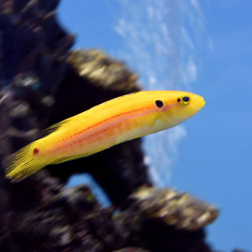 Yellow Candy Hogfish
