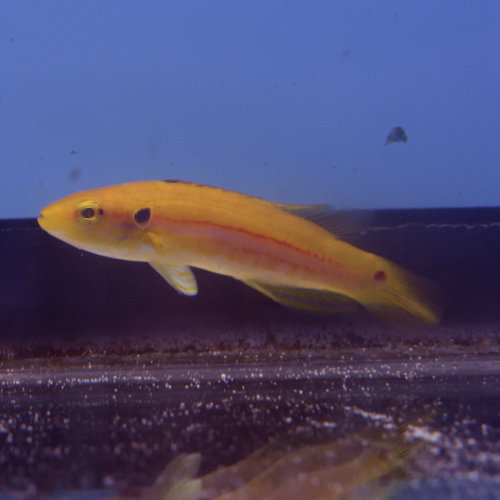 Yellow Candy Hogfish