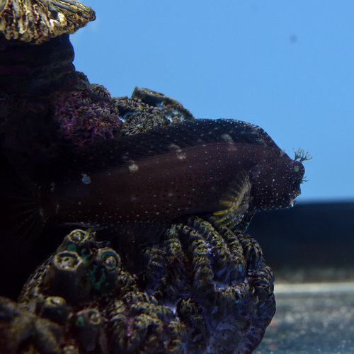 Starry Blenny