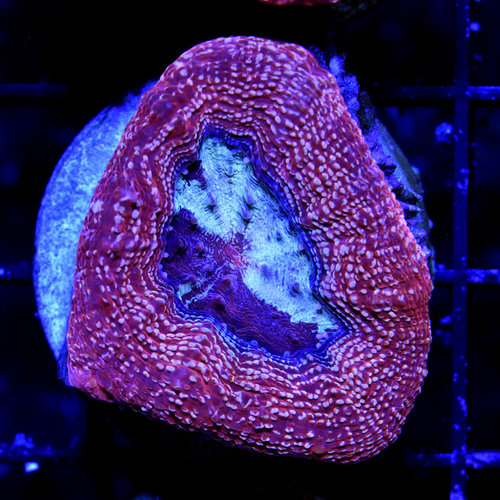 *CORAL* Pixie Dust Acan Bowerbanki S