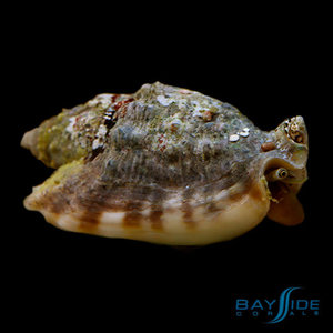 Spiny Conch Spiny Conch