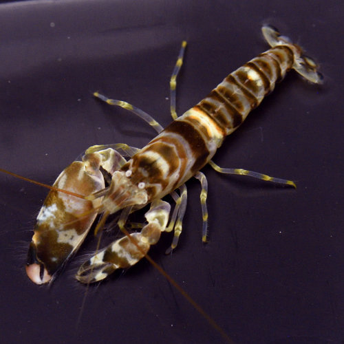 Tiger Pistol Shrimp Tiger Pistol Shrimp