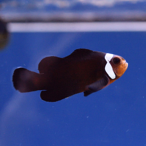 Black & White Misbar Clownfish Black & White Misbar Clownfish