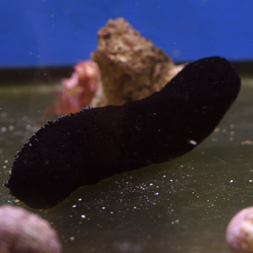 Black Cucumber Black Cucumber