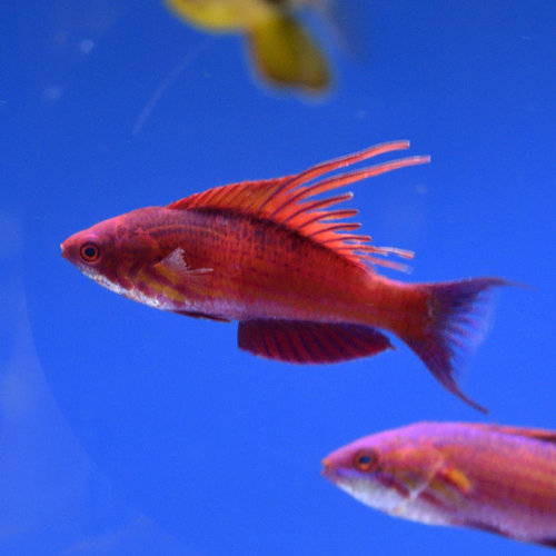 Blue Flasher Wrasse