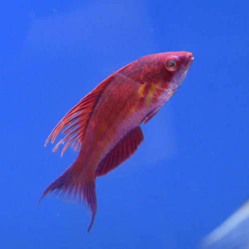 Blue Flasher Wrasse