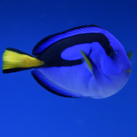 Blue Regal Hippo Tang S
