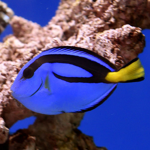 Blue Regal Hippo Tang S