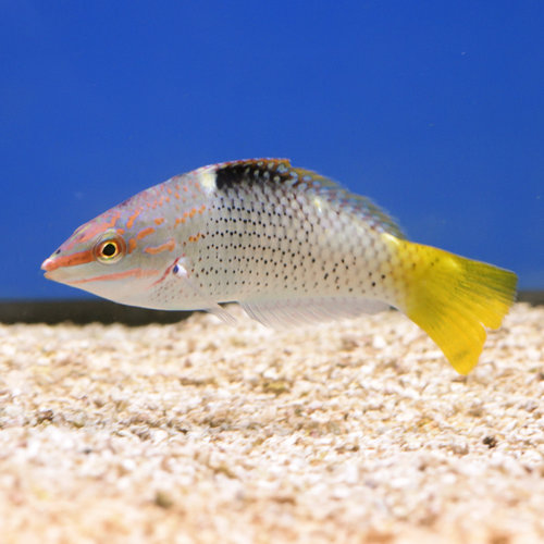 Checkerboard Wrasse