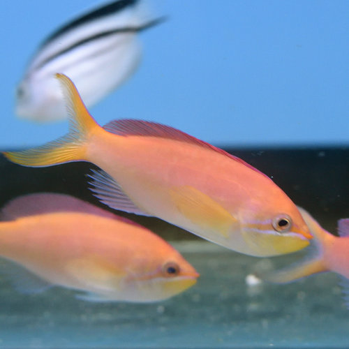 Dispar Anthias Dispar Anthias