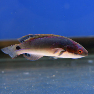 Exquisite Wrasse Male