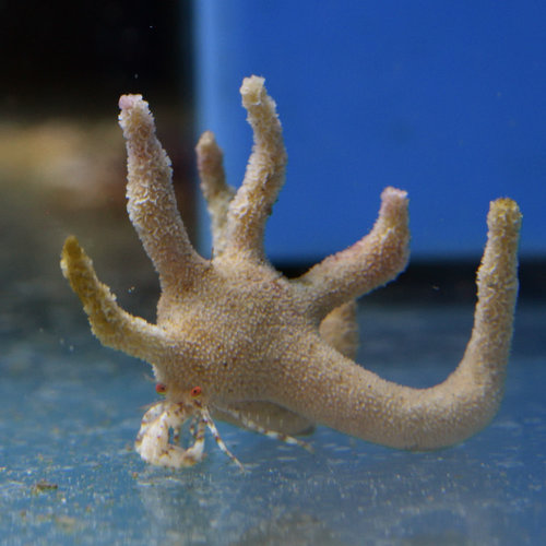 Staghorn Hermit Crab Staghorn Hermit Crab
