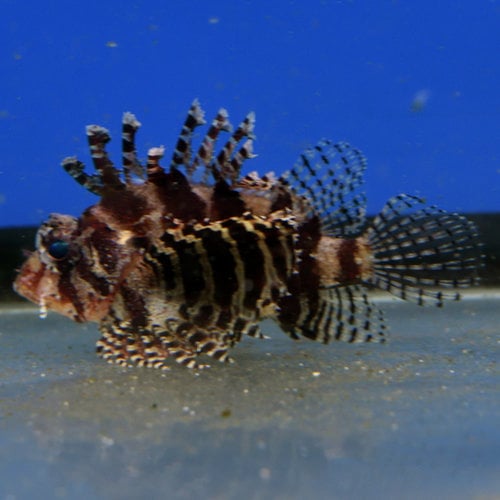 Zebra Lionfish