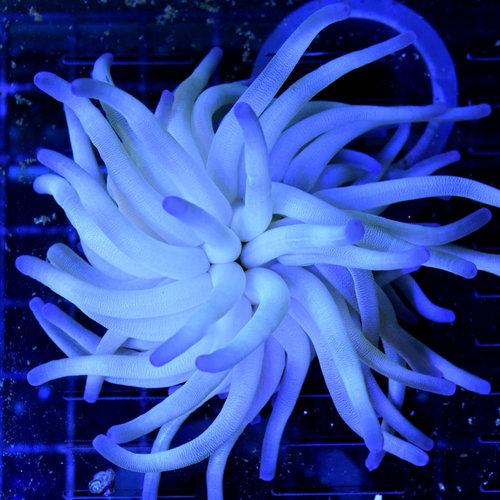 Condy Anemone Condy Anemone