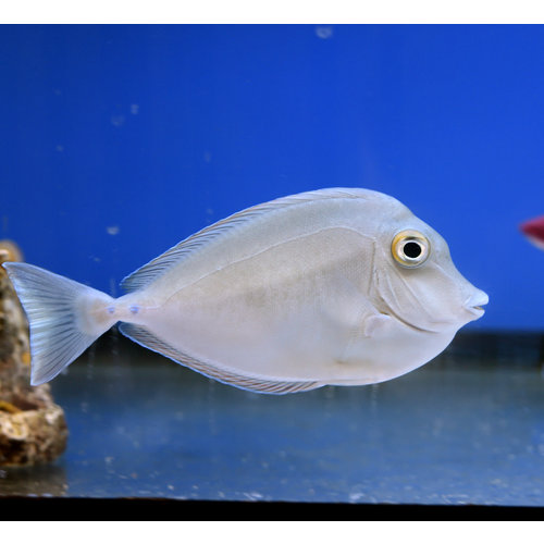 Blue Dot Naso Tang
