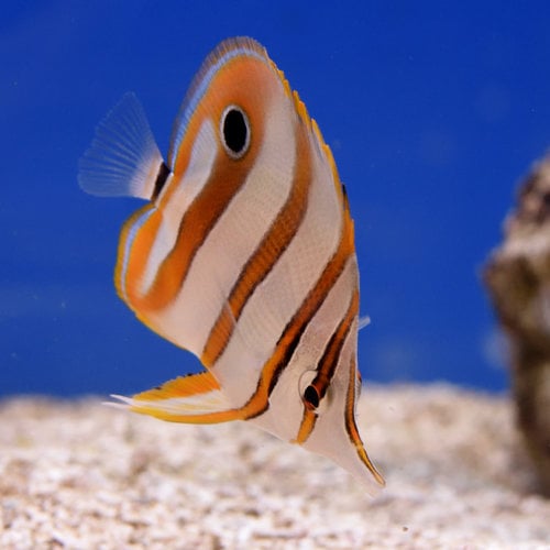 Copperband Butterflyfish