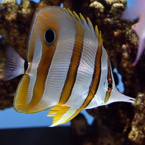 Copperband Butterflyfish