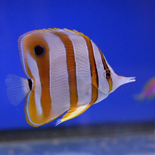 Copperband Butterflyfish