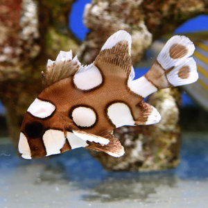 Harlequin Sweetlips Harlequin Sweetlips