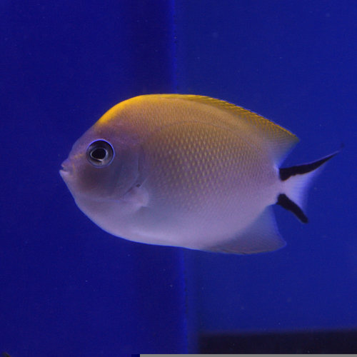 Swallowtail Angelfish Female
