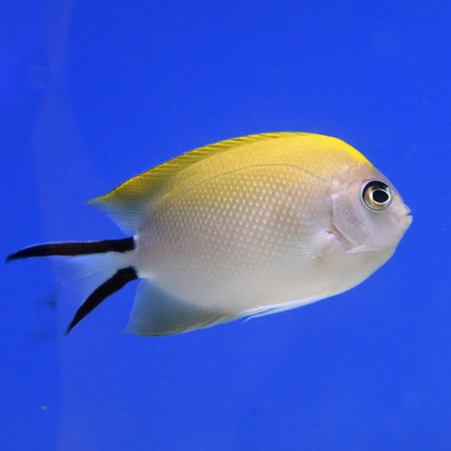 Swallowtail Angelfish Female