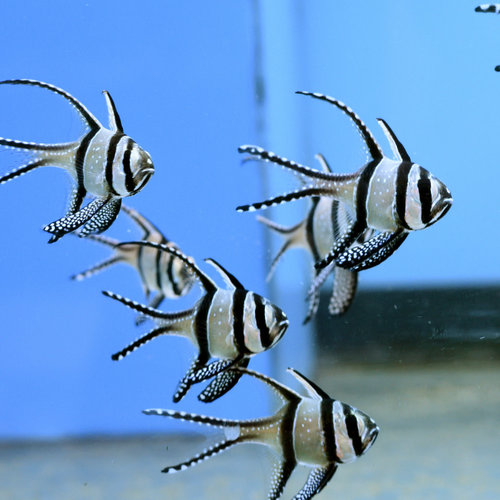 Banggai Cardinalfish