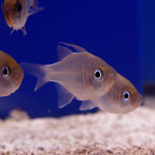 Blue Eye Cardinalfish