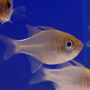 Blue Eye Cardinalfish Blue Eye Cardinalfish
