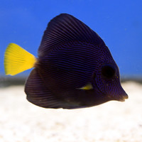 Purple Tang