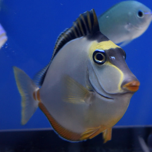 Naso Tang M Naso Tang M
